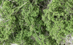 Woodland Scenics F1131 Fine-Leaf Foliage Medium Green