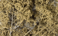 Woodland Scenics F1134 Fine-Leaf Foliage Dead Foliage