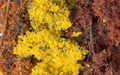 Woodland Scenics F1135 Fine-Leaf Foliage Fall Mix