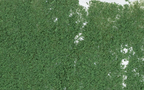 Woodland Scenics F53 Foliage Dark Green