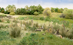 Woodland Scenics FG171 Field Grass Natural Straw