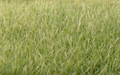 Woodland Scenics FS622 Static Grass Medium Green 7mm