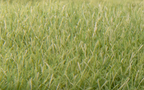 Woodland Scenics FS622 Static Grass Medium Green 7mm