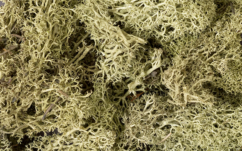 Woodland Scenics L161 Lichen Spring Green