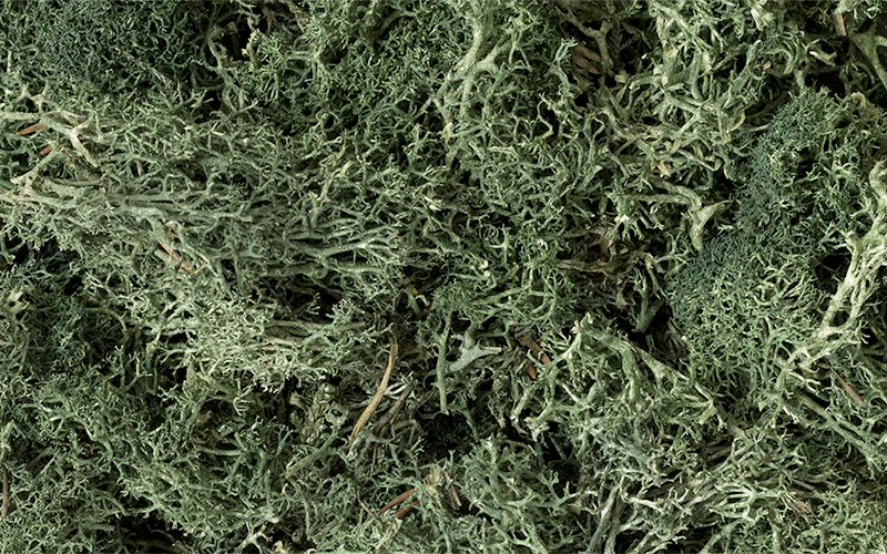 Woodland Scenics L164 Lichen Dark Green