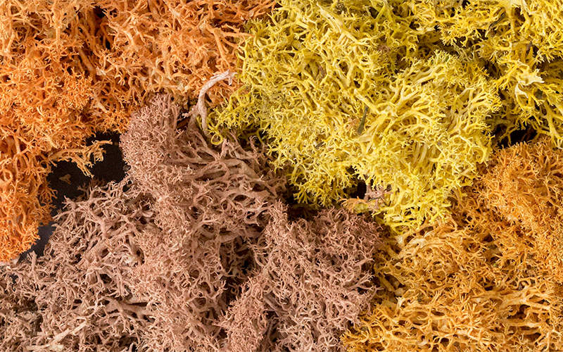 Woodland Scenics L165 Lichen Autumn Mix