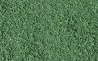 Woodland Scenics T65 Coarse Turf Dark Green